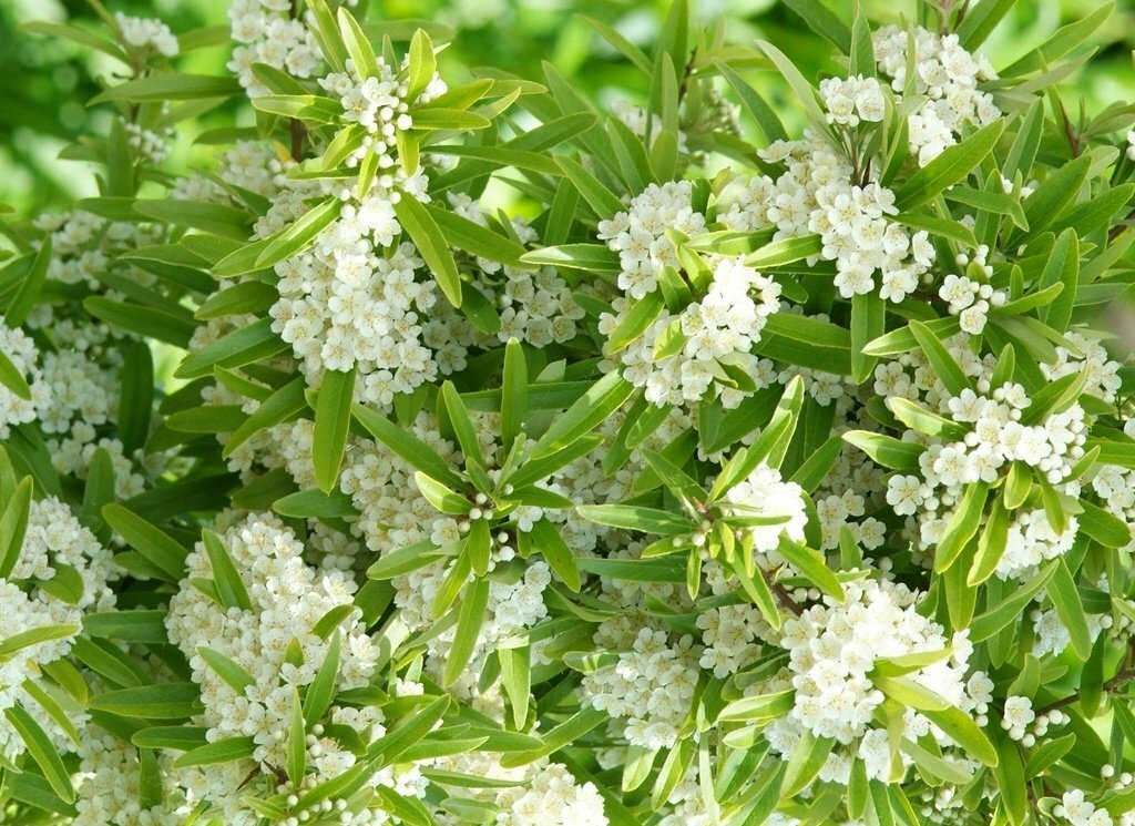 Pyracantha 'Dart’s Red' Green Screen 1.55M (H) x 1.2M (W)