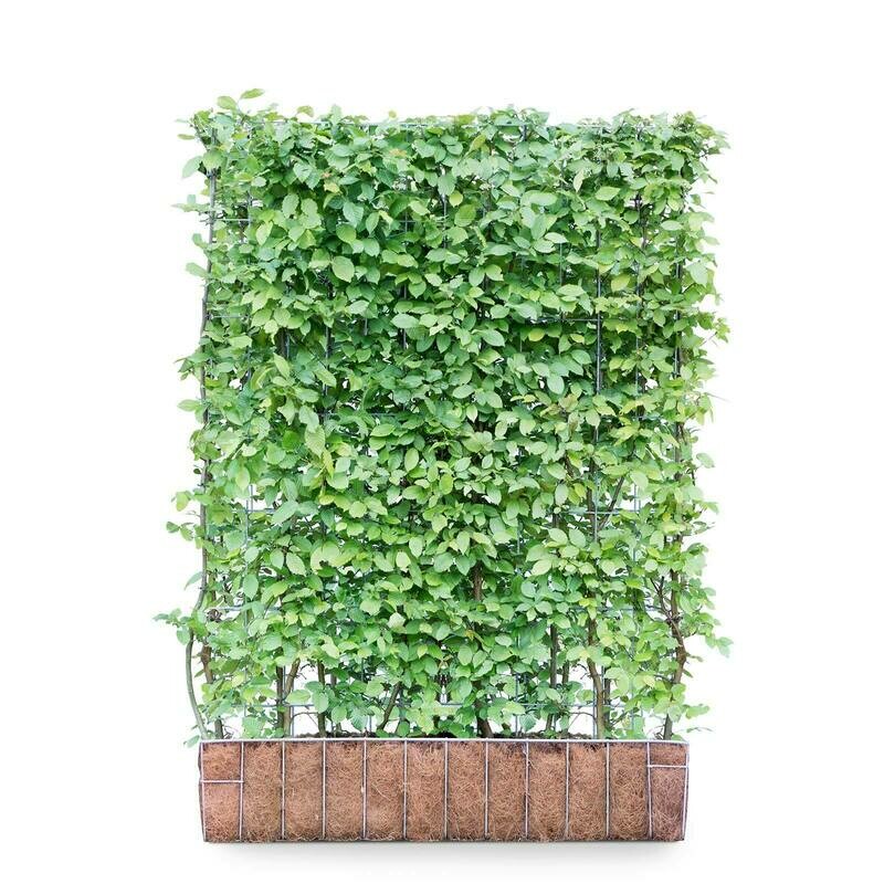 Hornbeam 'Carpinus betulus' Mobilane Green Screen 1.55M (H) x 1.2M (W) Hornbeam 'Carpinus betulus' Mobilane Green Screen 1.55M (H) x 1.2M (W)