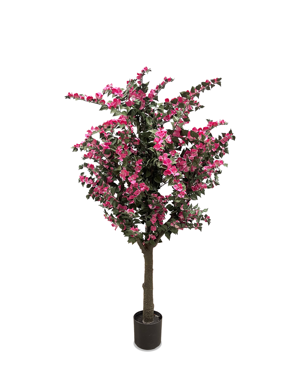 Amalfi Bloom Bougainvillea Plant Amalfi Bloom Bougainvillea Plant