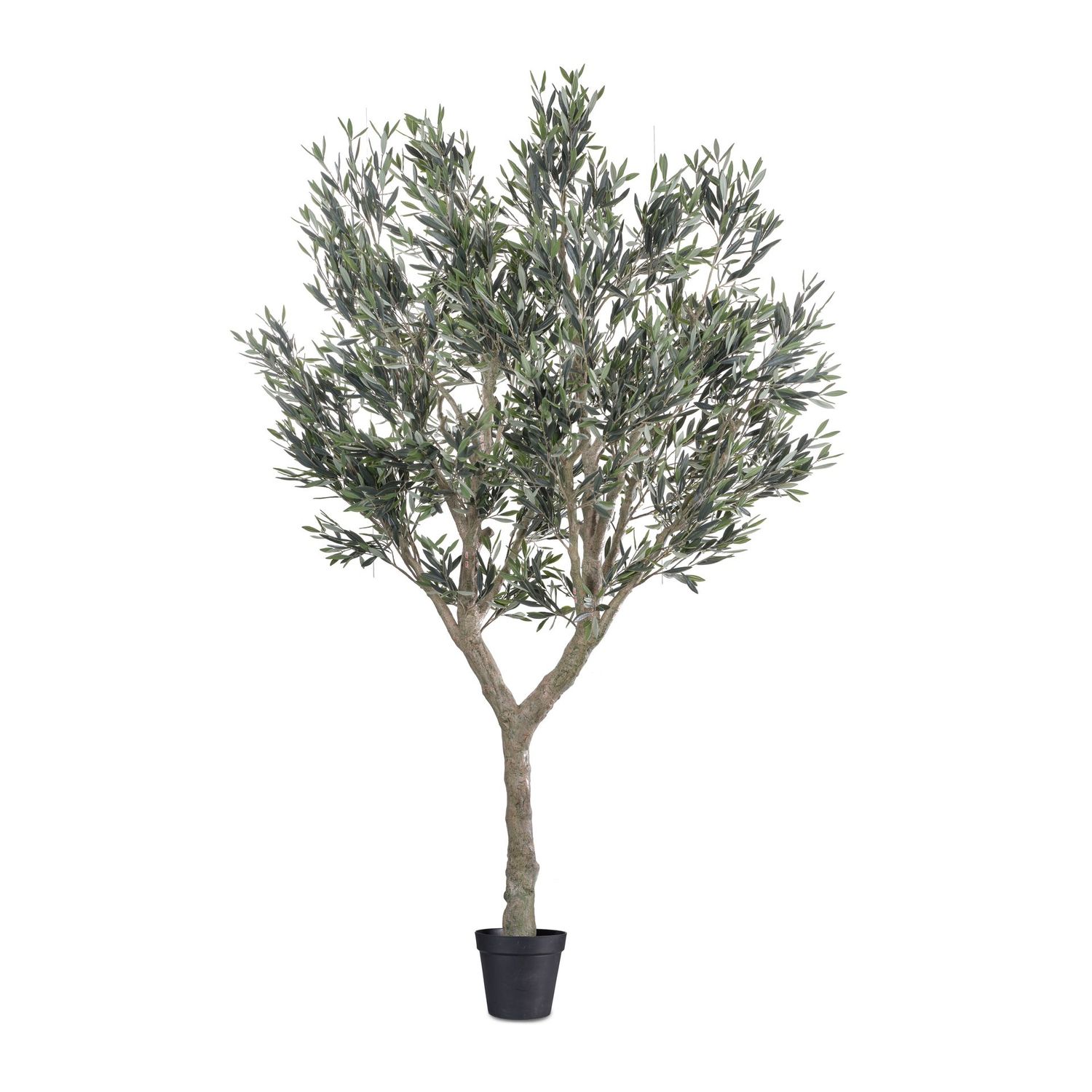 Cielo verde olive tree