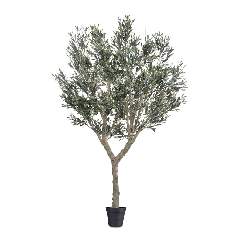 Cielo verde olive tree Cielo verde olive tree