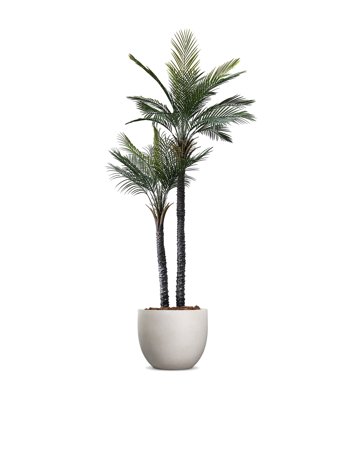 Palma gemela palm tree