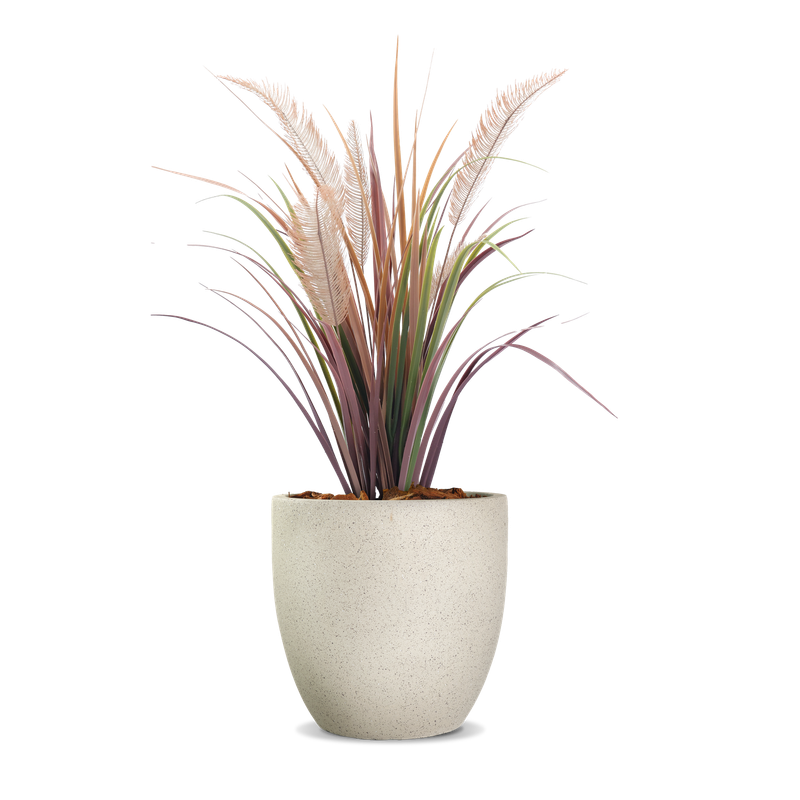 Potted grass Potted grass