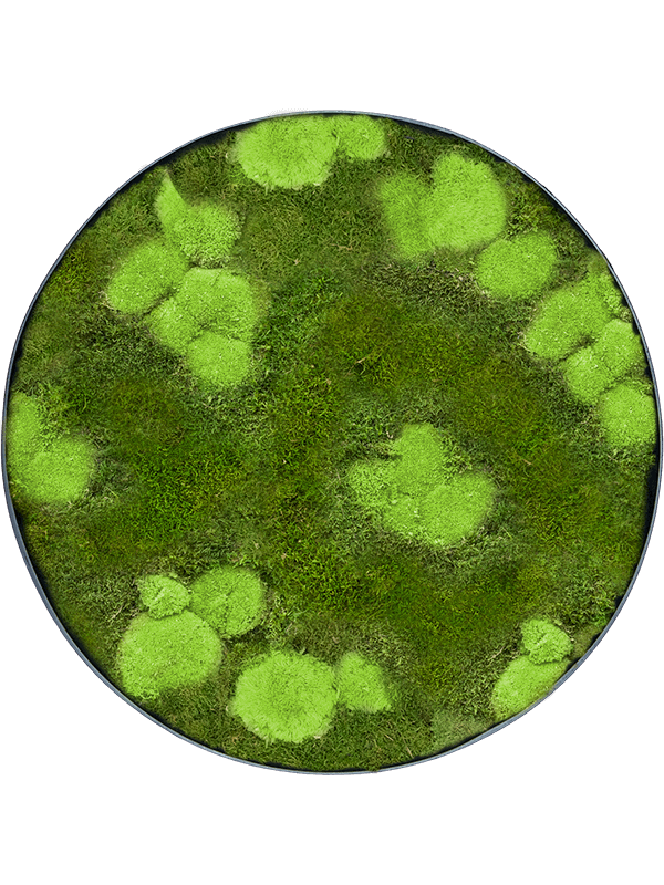 Moss art - bun and flat mix