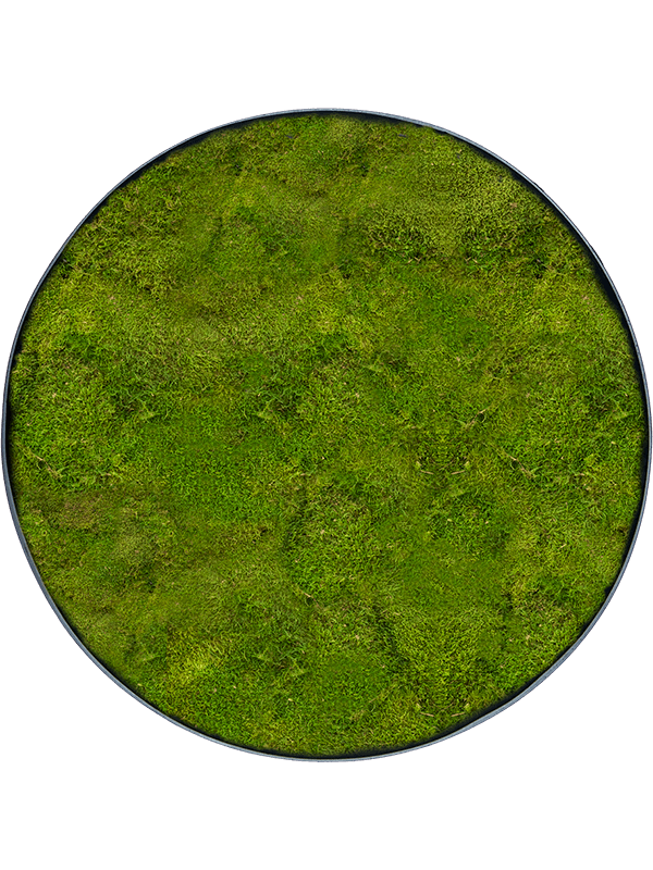 Moss art - flat moss Moss art - flat moss