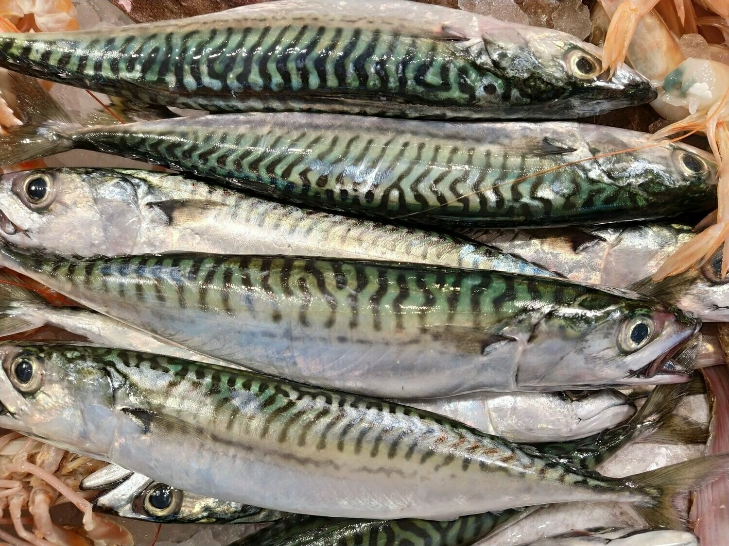 Sgombro Tirreno