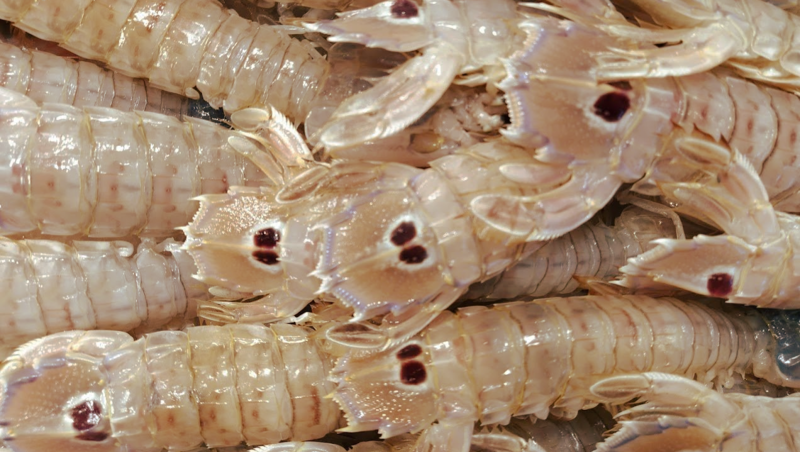 Cannocchia