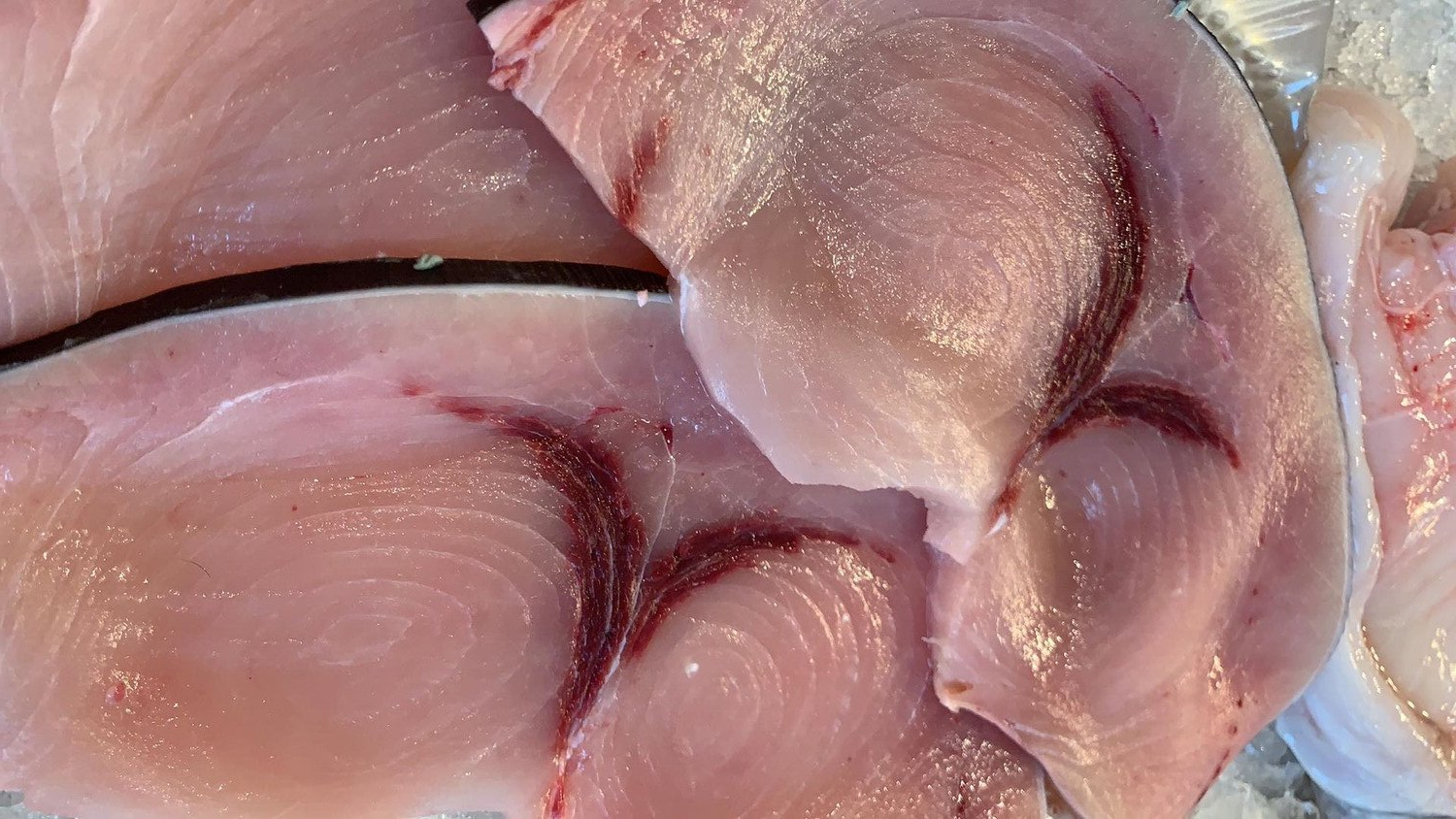 Pesce Spada