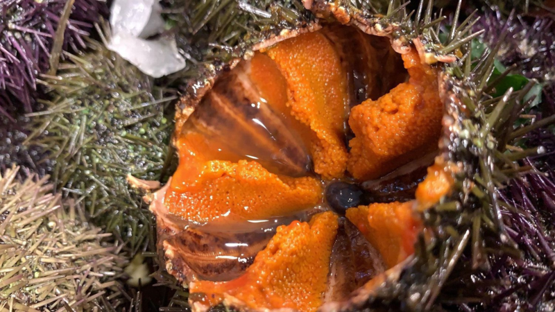 Ricci di mare