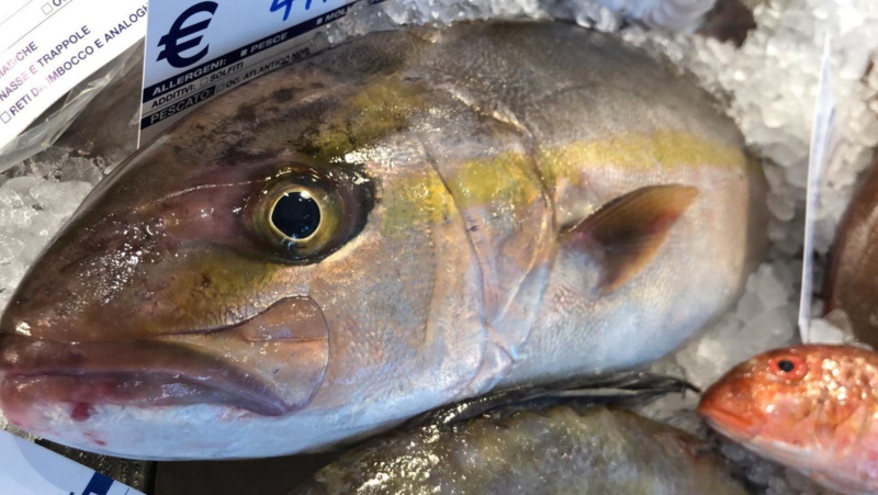 Ricciola a Filetto