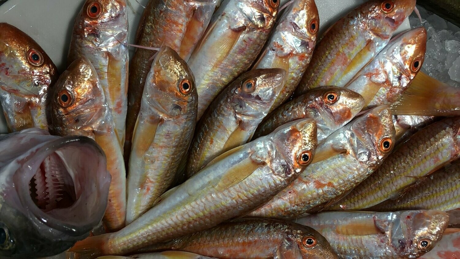 Triglie Fango