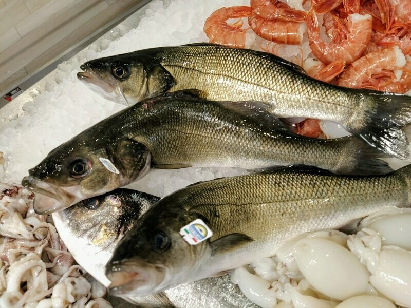 Branzino / Spigola - Allevato
