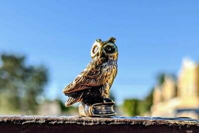 Owl on Book
