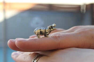 Hippopotamus