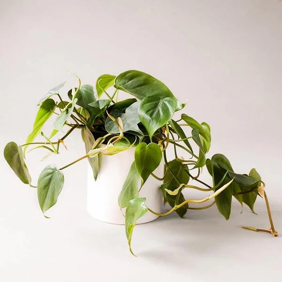 Philodendron Cordatum Philodendron Cordatum