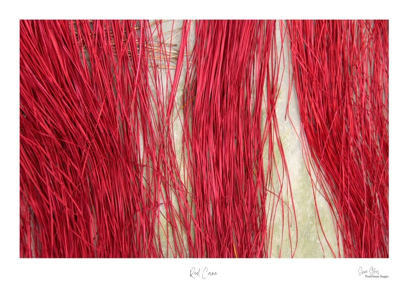 Red cane