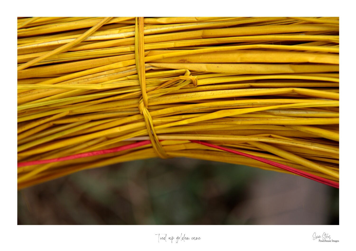 Tied up golden cane