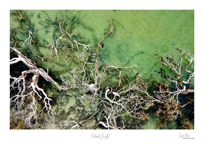 Herald Bight