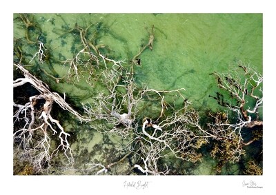 Herald Bight