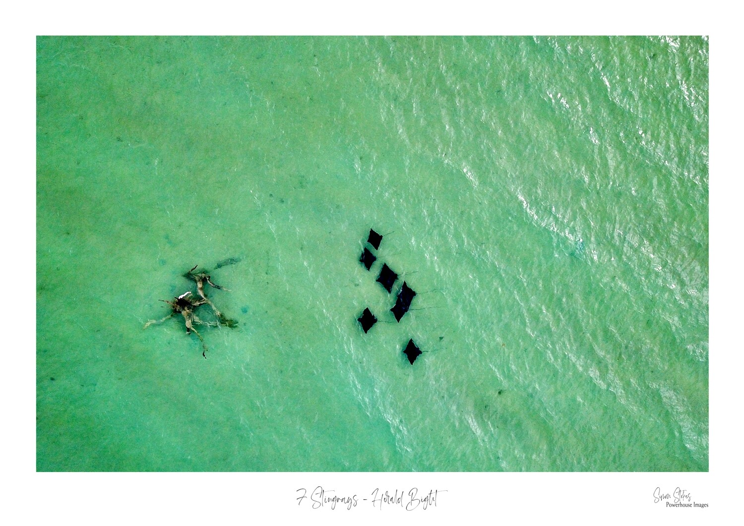 7 Stingrays - Herald Bight
