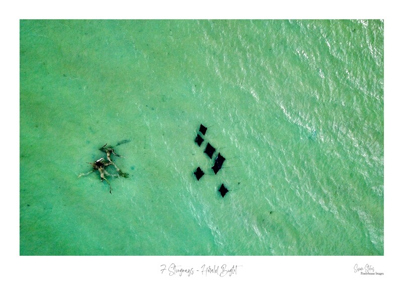 7 Stingrays - Herald Bight