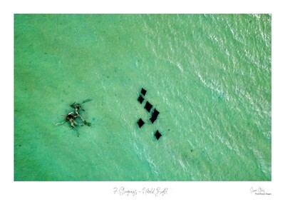7 Stingrays - Herald Bight
