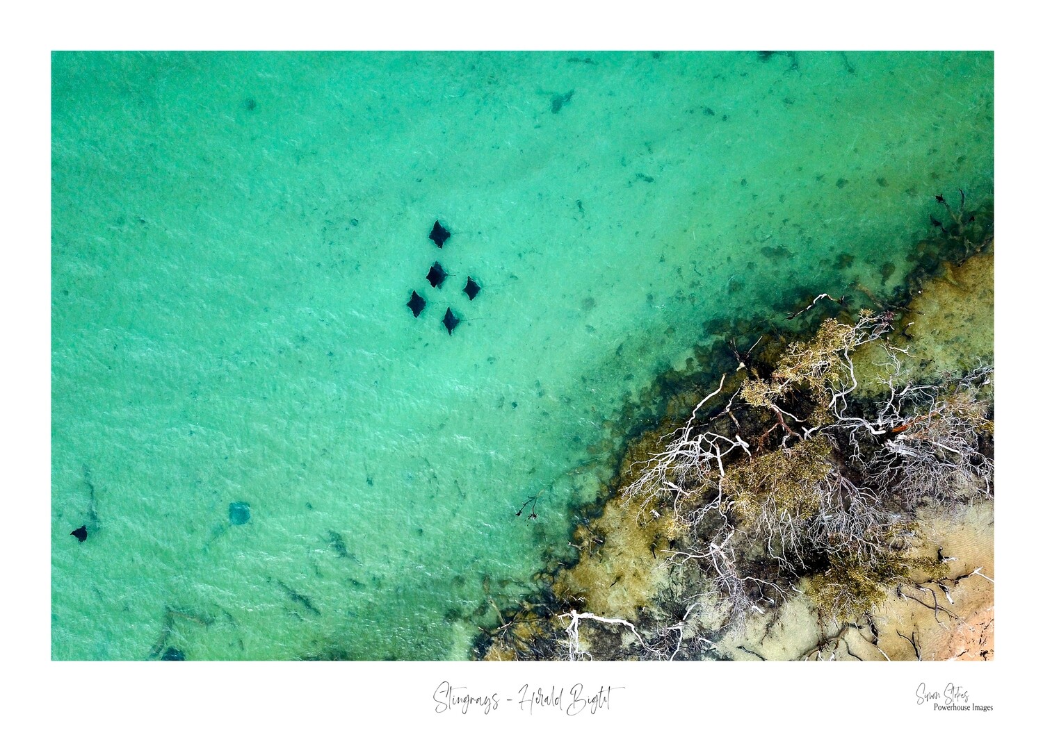 Stingrays - Herald Bight, Materials: Fine Art Print, Sizes &amp; Pricing: 420 x 594 mm (16.5 x 23.4 in) - A2