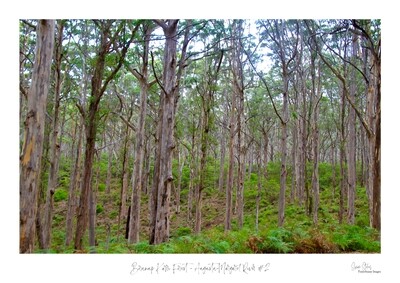 Boranup Karri Forest - Augusta-Margaret River #2