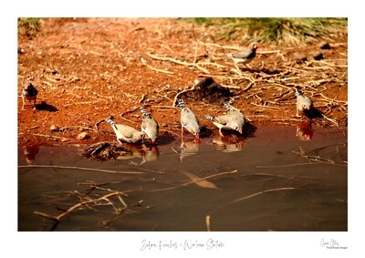 Zebra Finches - Wooleen Station