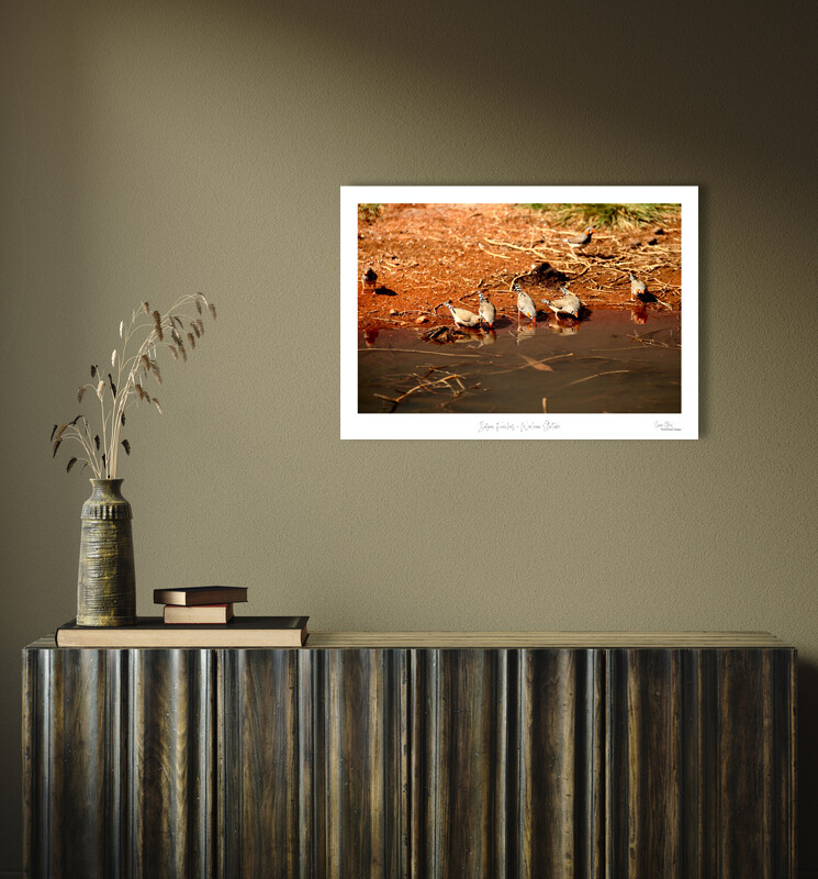 Zebra Finches - Wooleen Station