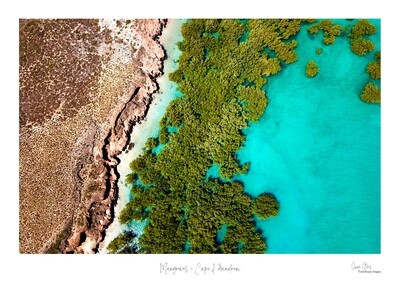 Mangroves - Cape Keraudren