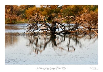 Billabong, Wagga Wagga Station, Yalgoo