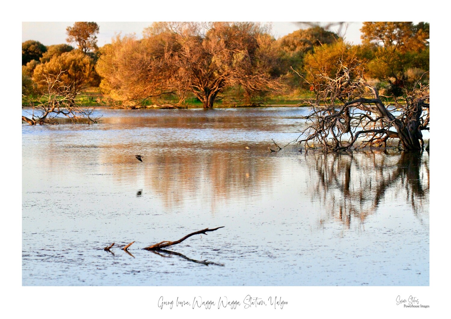 Going home, Wagga Wagga Station, Yalgoo