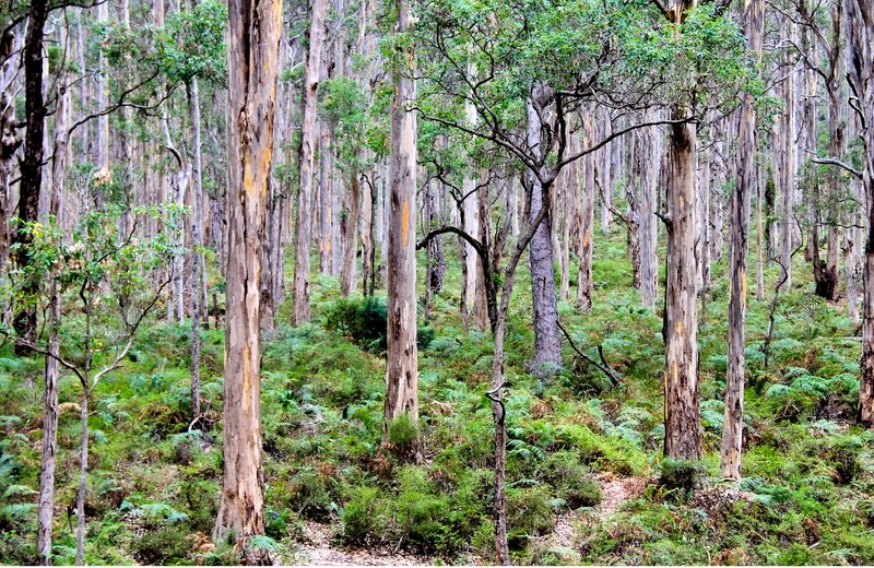 Boranup Karri Forest - Augusta-Margaret River  - Jigsaw