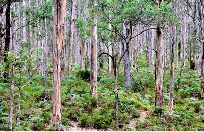 Boranup Karri Forest - Augusta-Margaret River - Jigsaw
