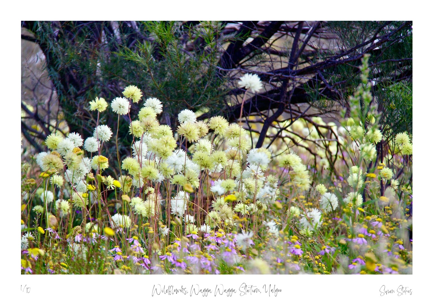 Wildflowers, Wagga Wagga Station, Yalgoo