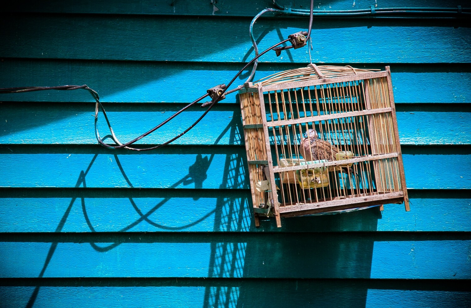 The Family Pet? - Jigsaw