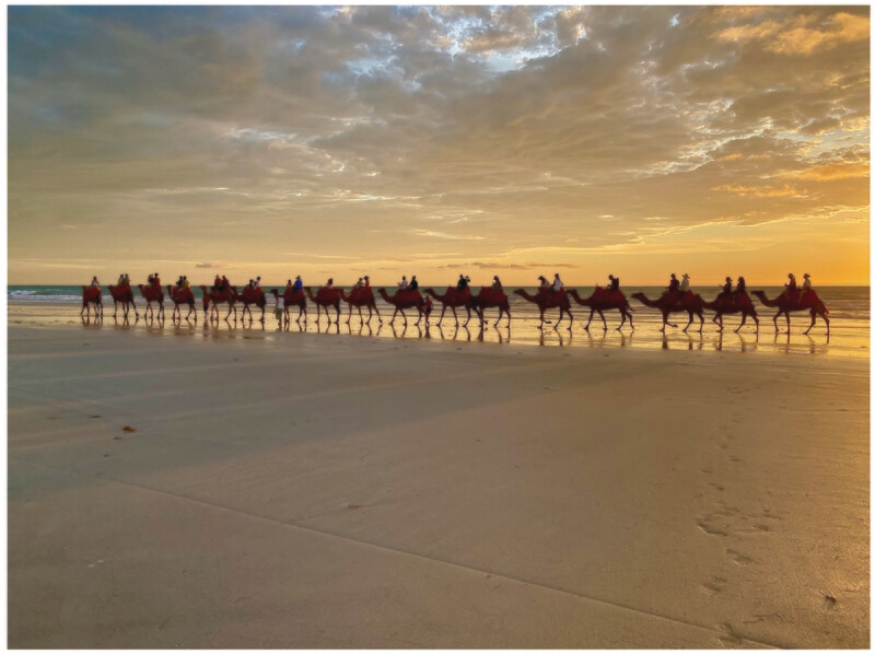 Broome Camels