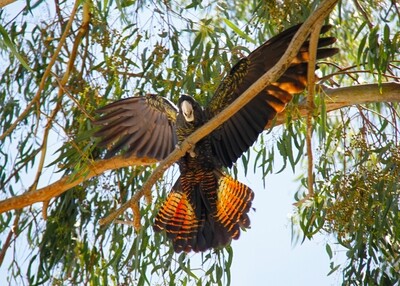 Red-tailed Black Cockatoo - Jigsaw