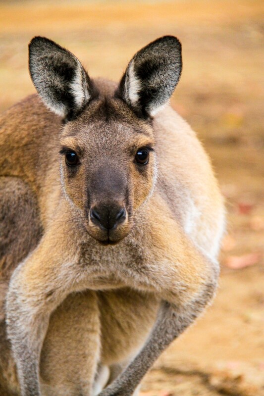 Young Western Red Kangaroo #1 - Jigsaw