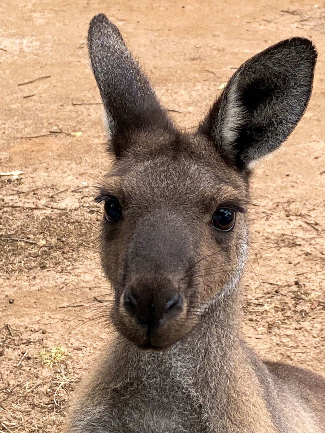 Young Western Red Kangaroo #2 - Jigsaw