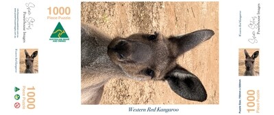 Young Western Red Kangaroo #2 - Jigsaw