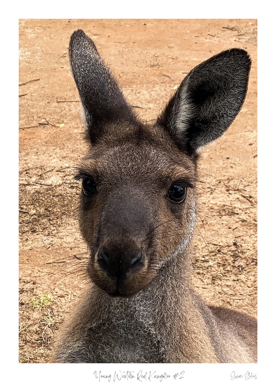 Young Western Red Kangaroo #2