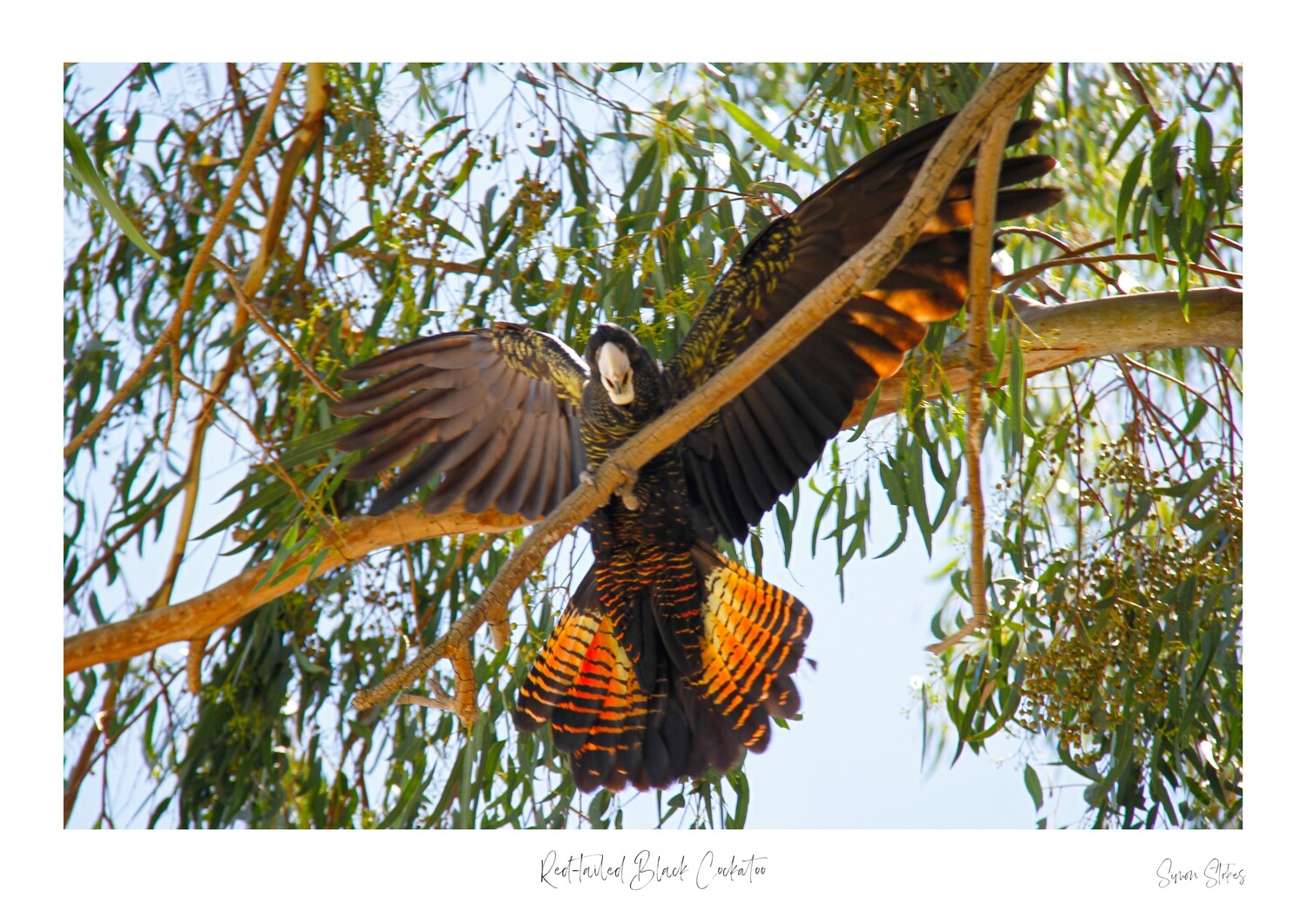 Red-tailed Black Cockatoo