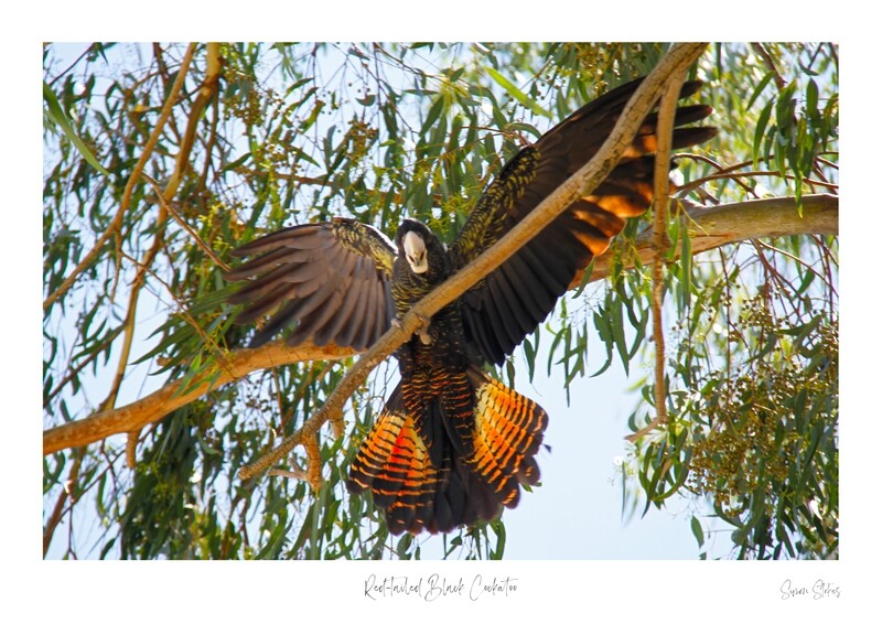 Red-tailed Black Cockatoo