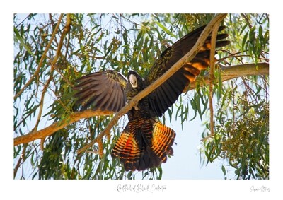 Red-tailed Black Cockatoo
