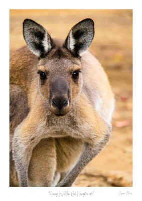 Young Western Red Kangaroo #1