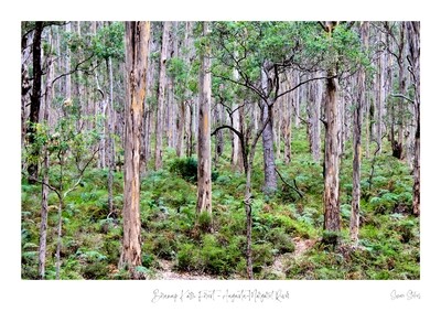 Boranup Karri Forest - Augusta-Margaret River
