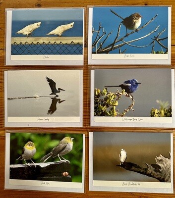 Greeting Card - Set of 6 Bird Cards