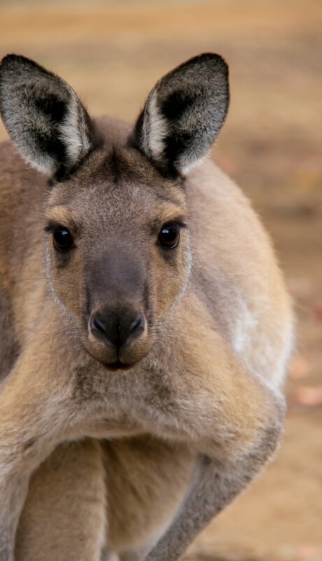 Red Kangaroo (Tray) - Jigsaw